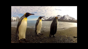 GoPro: Penguin Dance-Off