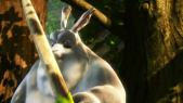 Big Buck Bunny (Full HD)